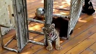 Adorable Tiger Cubs and Bear Cubs Enjoying Swings in Their Room! 🐯🐻 | Cute Animal Video