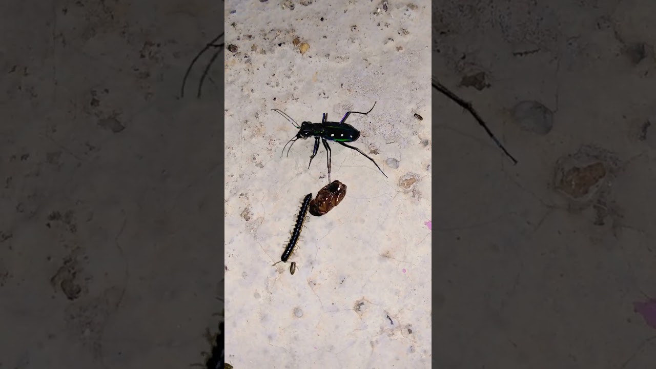 Tiger beetle 🙄