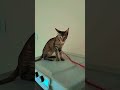 minu pyara baccha 🪬🫰 #viral #funny #kitten #ytshorts #meow #comedy #catvideos #funnycute #aww