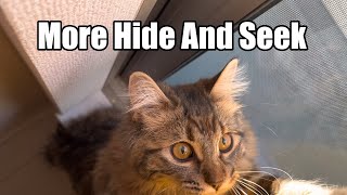 More hide and seek by Life With Piko And Maple 1,399 views 3 weeks ago 4 minutes, 59 seconds