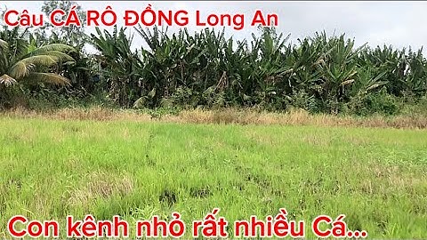 Câu cá Long An câu CÁ RÔ ĐỒNG chuyến câu huyện Tân Hưng xã Vĩnh Lợi @Caucalongan62