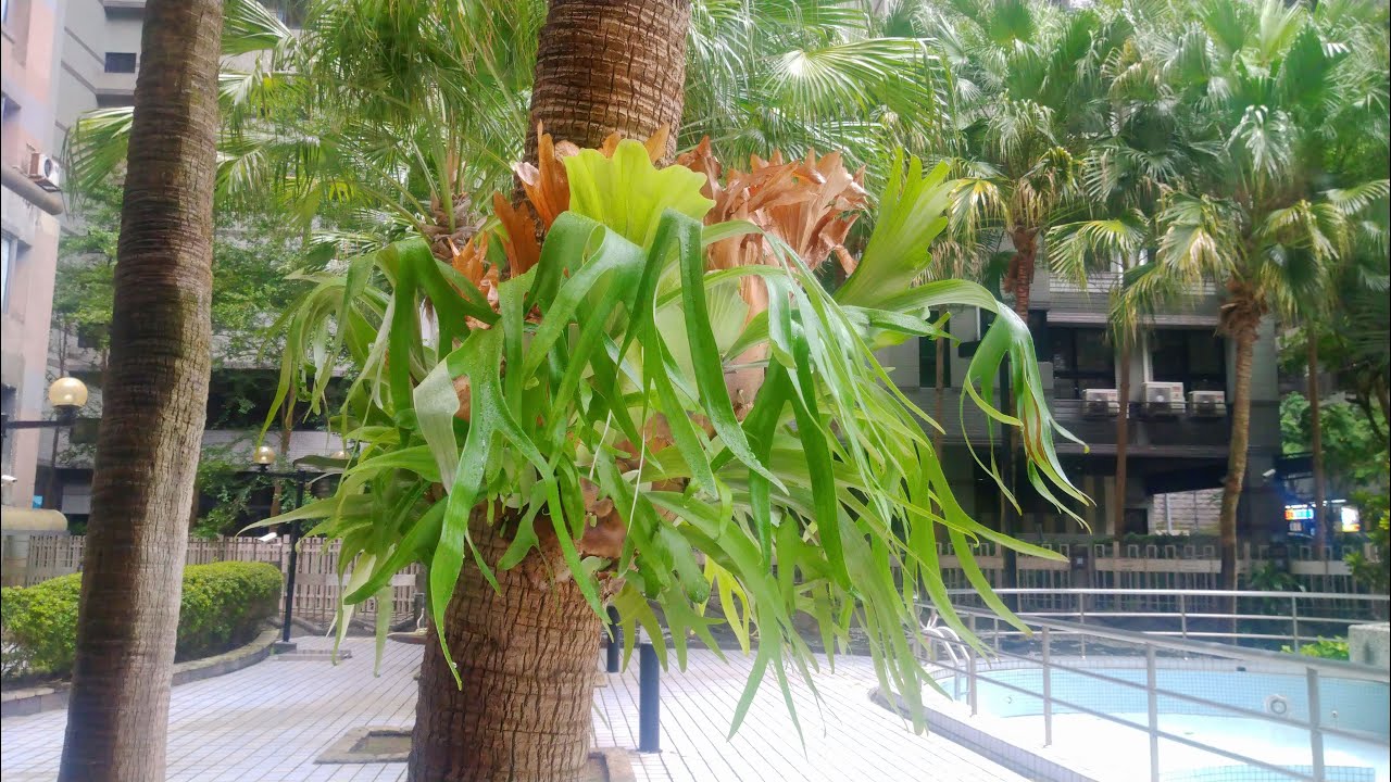 落大雨彼一日 伴奏男key