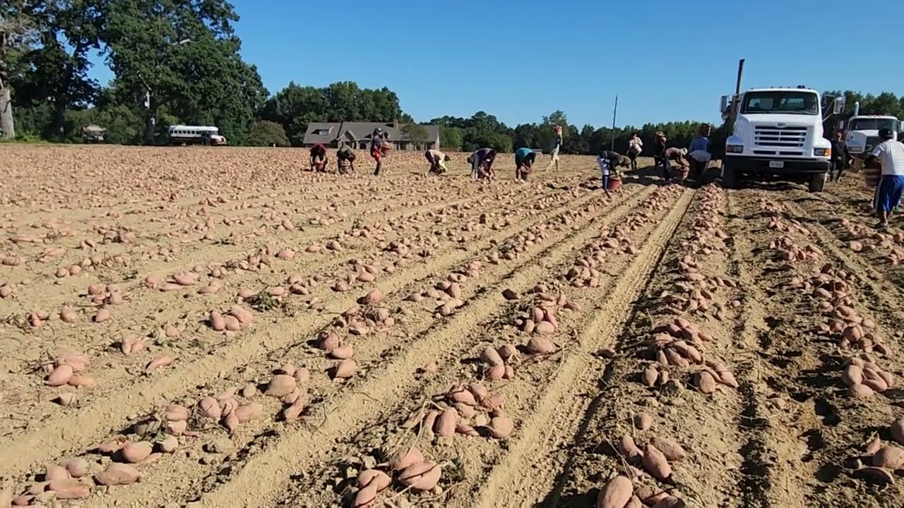 cosecha de camote en Norte Carolina,  septiembre a noviembre 2022.