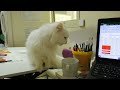 My Cat Doesn't Care