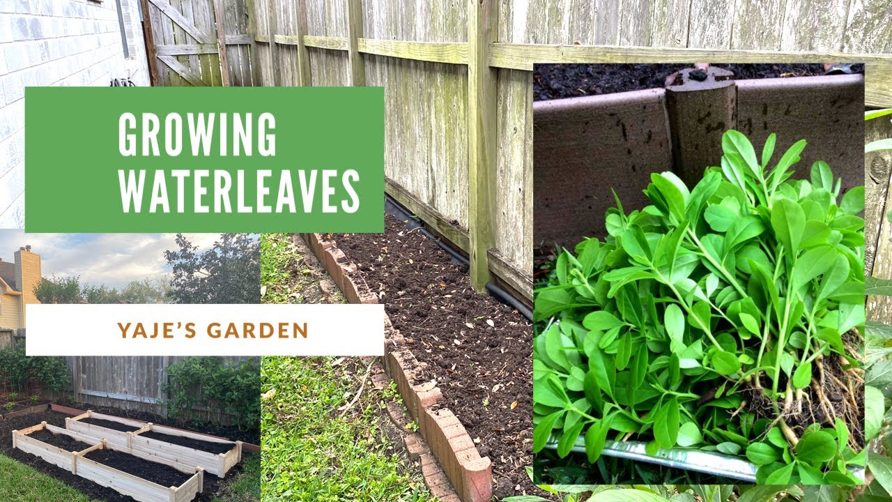 Backyard Vegetable Garden, Growing Waterleaves in America, Raised Bed Garden, Healthy living