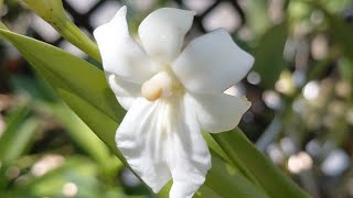 WEDNESDAY ORCHID GARDEN , BLOOMS AND UPDATES. July 22, 2026