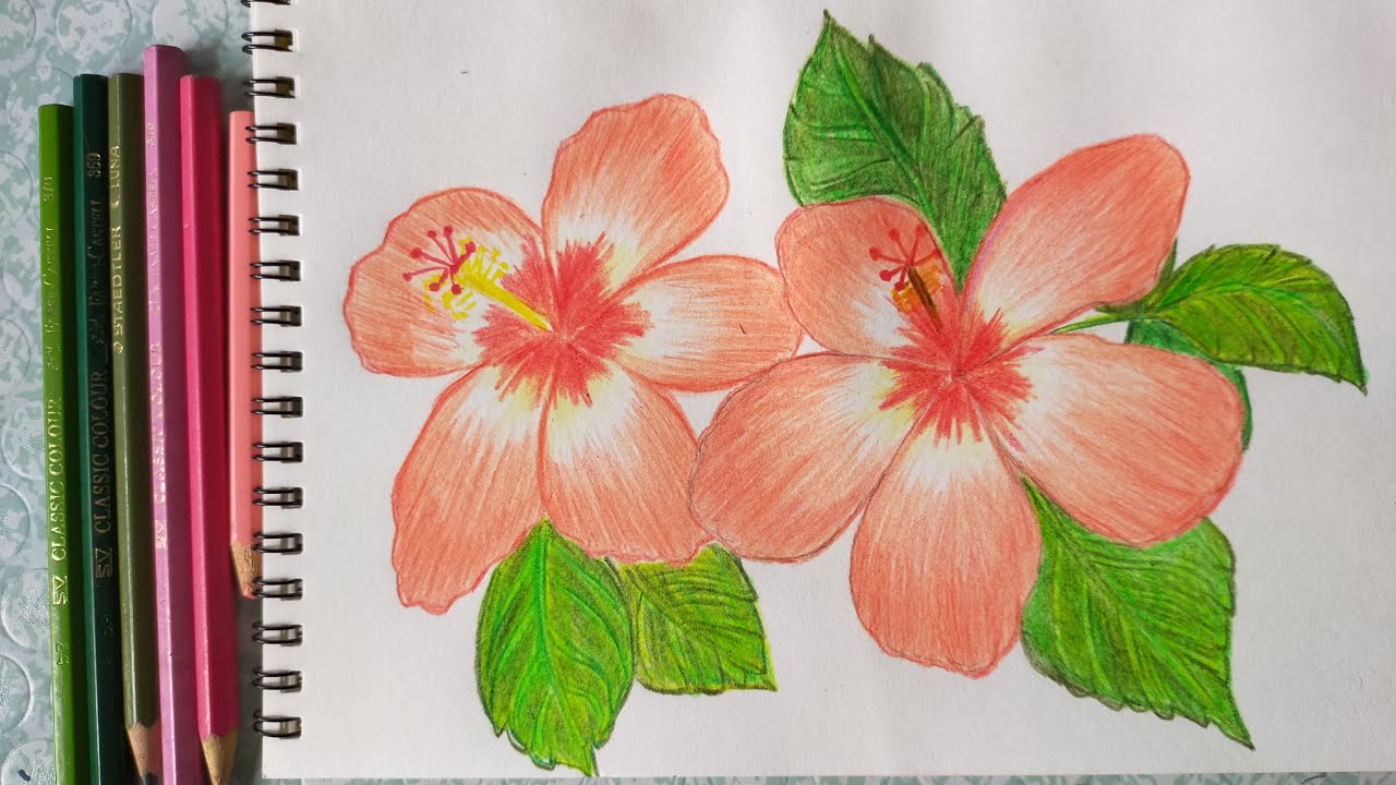 How to draw Gumamela Flowers using Color Pencil Easy for