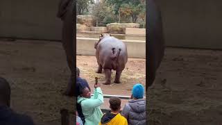 Nobody warned us aZoo💀💨.#ZooFail  #WildlifeMoments #USAviral #UKviral #EuroViral   #TrendingNow #FYP