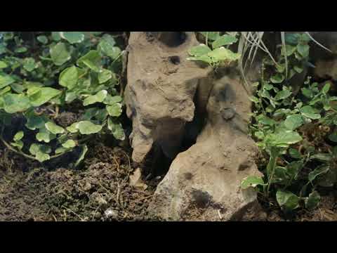 HIDDEN VIDEO: The Dark Knights Moving In - HIDDEN VIDEO: The Dark Knights Moving In