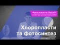 Хлоропласти та фотосинтез – Підготовка до ЗНО – Біологія