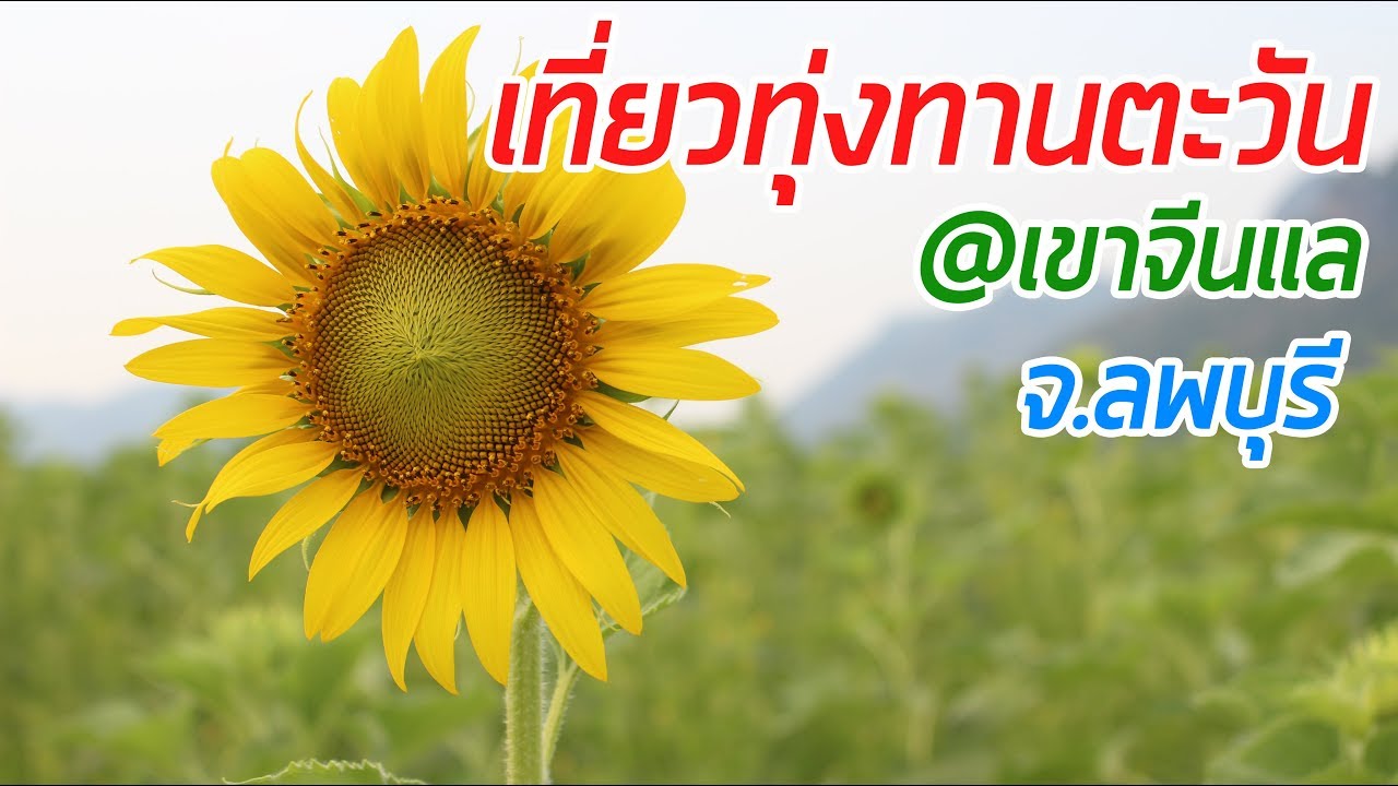 ทุ่งทานตะวัน เขาจีนแล จ.ลพบุรี EP.2 | WeDev