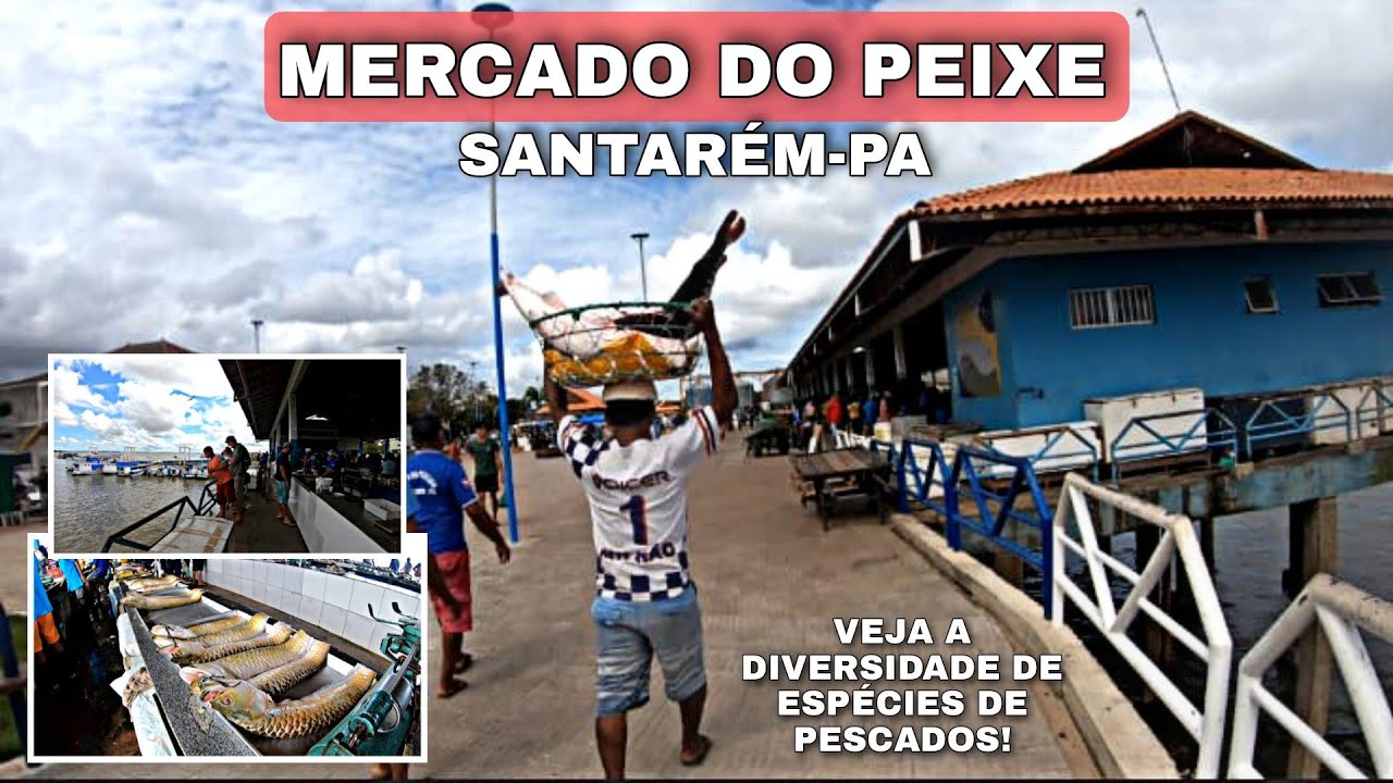 CONHEÇA O MERCADO DO PEIXE E AS ESPÉCIES DE PEIXE COMERCIALIZADO EM SANTARÉM-PA!