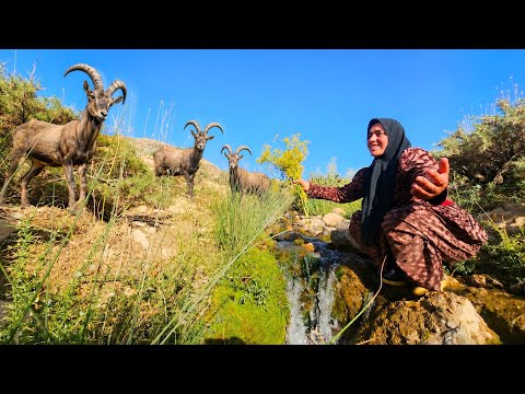 Mahrokh on the Highest Peaks: A Magnificent Up-Close View of Mountain Goats