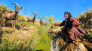 Mahrokh on the Highest Peaks: A Magnificent Up-Close View of Mountain Goats