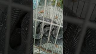 Amazing Snake Trap Home Garden Cage Idea