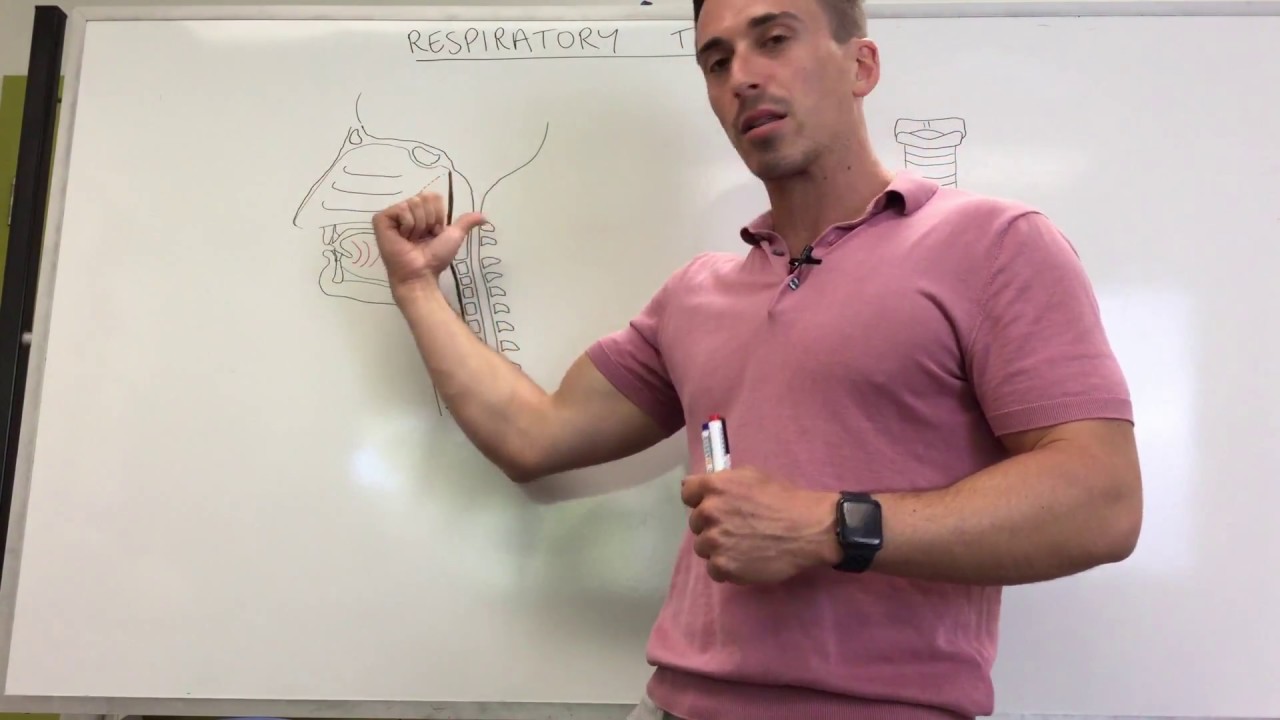 Respiratory Tract