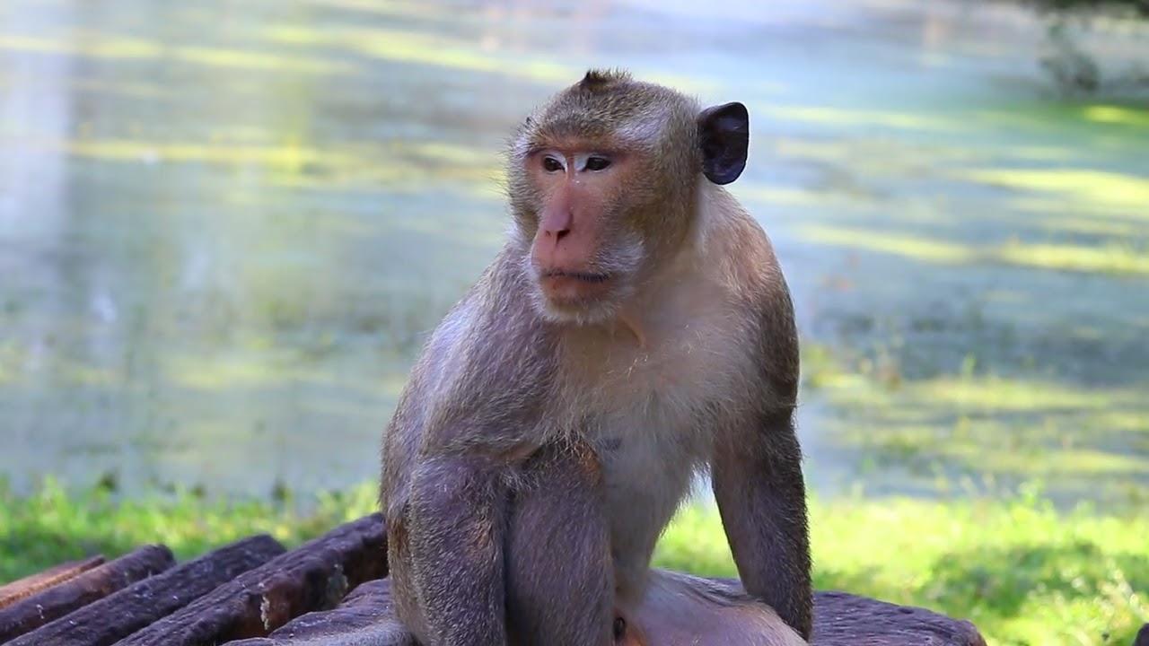 after Amari Group Run away From Amber Brutus Jr Sit around Near Pool Side  /DA-M.162