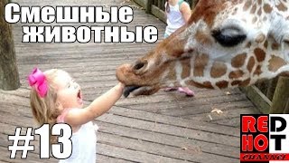 Смешные животные #13 Видео приколы с животными 2018