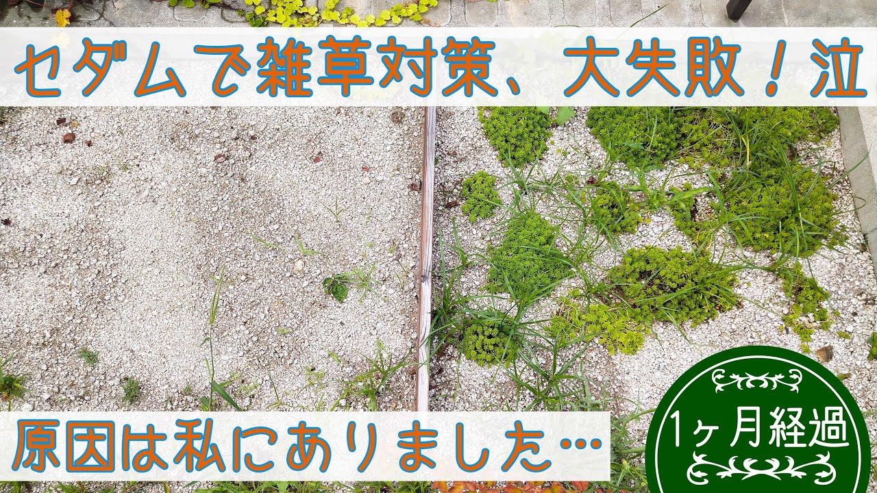 多肉植物 大失敗 セダムで雑草対策出来ませんでした その原因は私にありました泣 Youtube