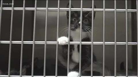 Cat virus outbreak at San Marcos shelter kills dozens | KVUE