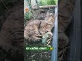 Kot w szklarni odkrywa OGÓRKA! 😂🥒 | funny cat in greenhouse #shorts #kotek #cat