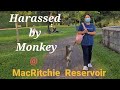 Harassed by Monkey at MacRitchie Reservoir,  Singapore 🇸🇬