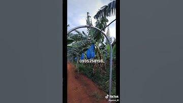 Ròng rọc tải buồng chuối_ Bộ con lăn thu hoạch chuối 0935258198