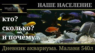 Наше население (требует расселения). Дневник аквариума Малави 540л.