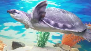 Самые БОЛЬШИЕ Черепахи в МИРЕ🐢🐢🐢The BIGGEST Turtles in the WORLD by Fatinia Mirgo HouseShow 954 views 3 years ago 22 minutes