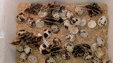 CÁCH ẤP CHIM CÚT ĐƠN GIẢN, HIỆU QUẢ TẠI NHÀ/QUÊ TÔI VN