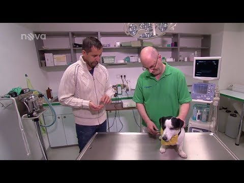 Video: Jak čistit páchnoucí pes postel s octem