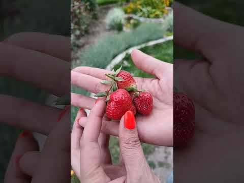 Видео: перша полуниця