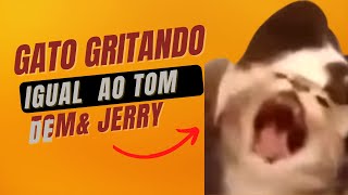 Gato Gritando Igual Ao Tom De Tom De Jerry Meme