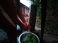 mango eating challenge accepted part 8