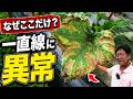 オクラの葉が枯れる原因が分かりません。畑の一部だけ一直線に異常が出ています（2026.6.13）