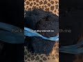 whatnot: softfairydreams #DepopFinds #ThriftHaul #ThriftedFashion #DepopSeller #ResaleStyle