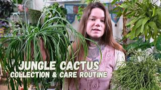 My Rhipsalis Houseplant Collection + Care Routine
