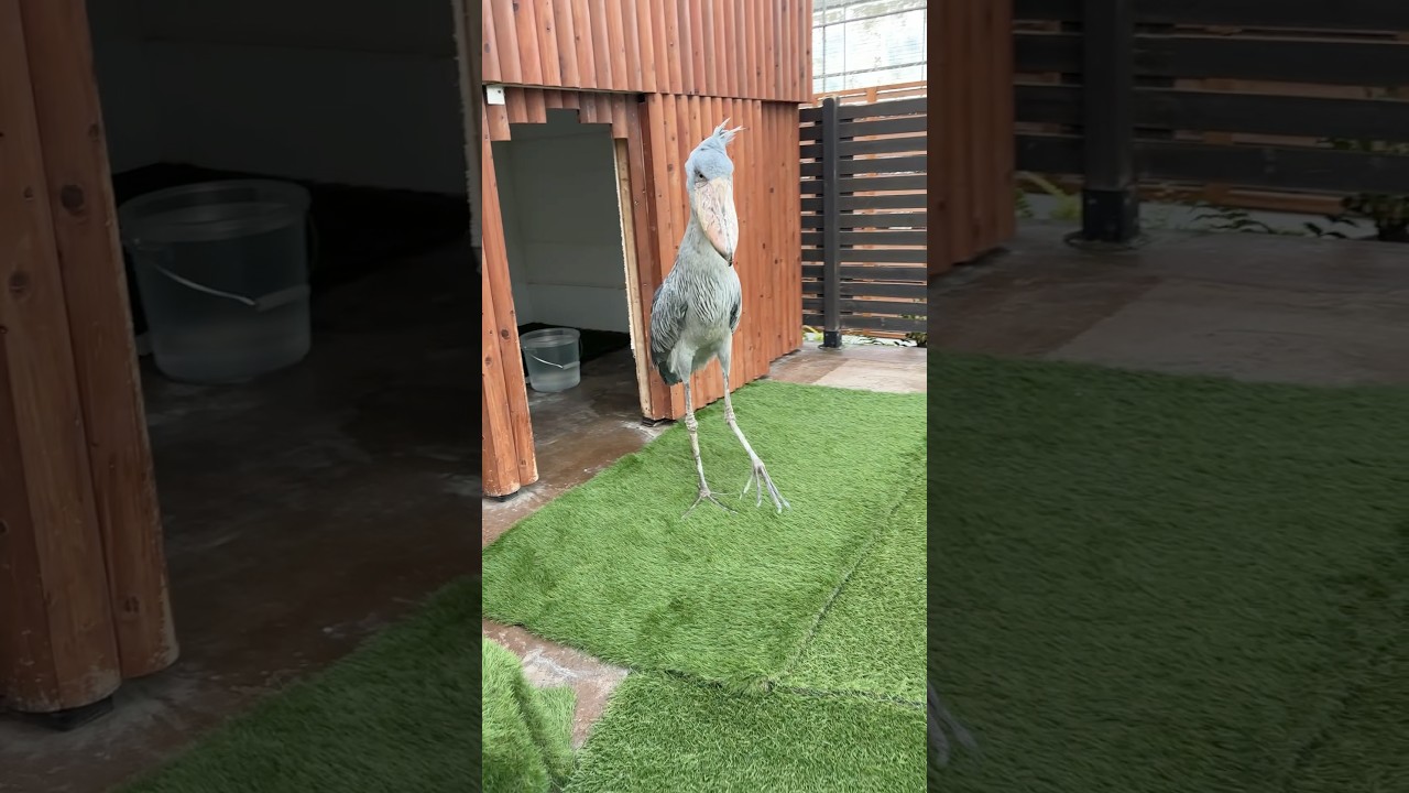 今日のおはようふたば(2026.7.18)【掛川花鳥園公式】