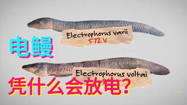 深海里的发电机——电鳗，凭什么获此神功？【科学火箭叔】 - 天天要闻