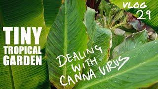 Vlog 29 - Tiny Tropical Garden UK
