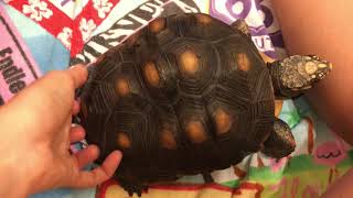 Redfoot tortoise gets shell scratches