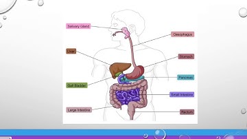 digestive system coding