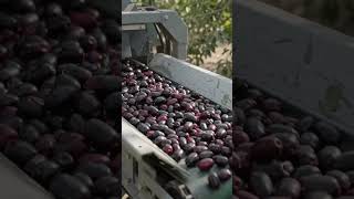 🚜 Automated Jamun Harvesting Technology in Action