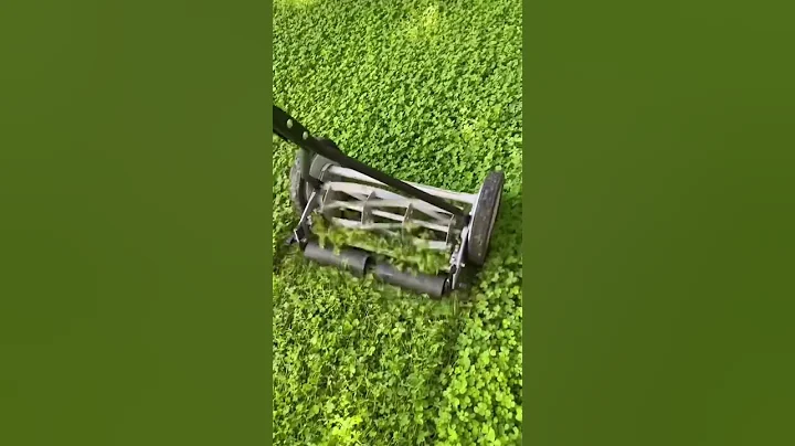 Mowing our Clover Lawn! #shorts #clover #cloverlawn - DayDayNews