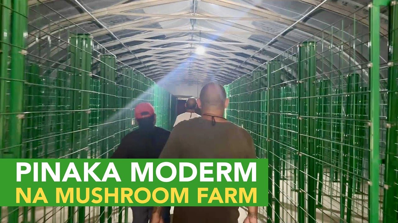 Pinaka Modern Mushroom Farm sa Pinas! + Kumita ng Libo-libong Dolyar sa Paulownia Elongata!