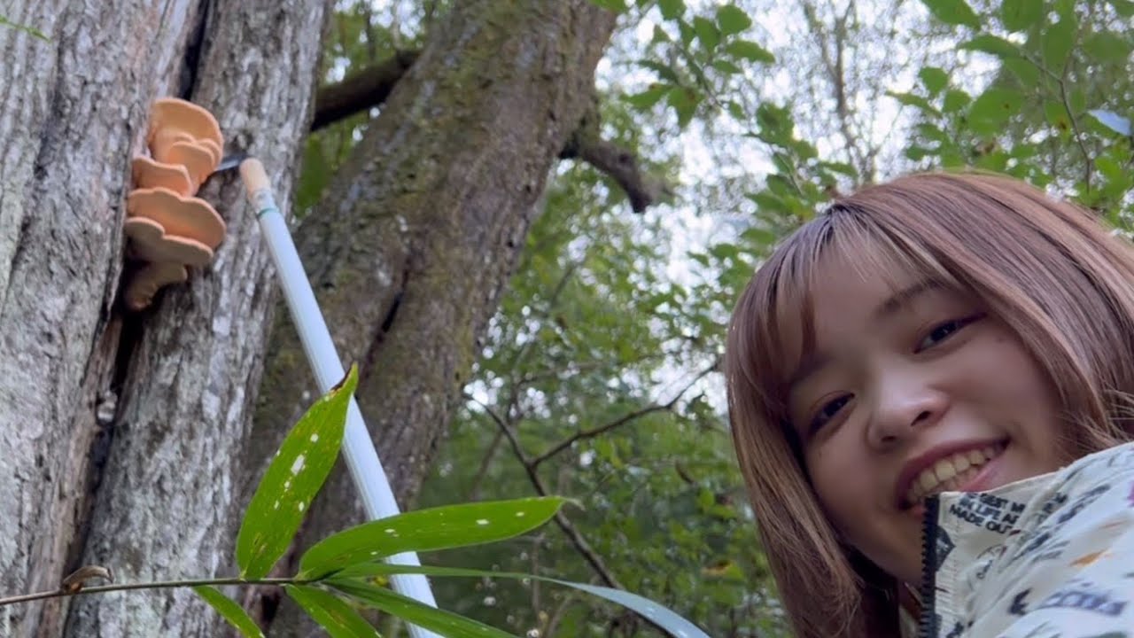 きのこ採取】アイカワタケ、ハタケシメジ、オオイチョウタケ