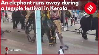 Elephant runs away during a temple festival in Kerala