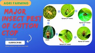 | Cotton insect pest | Cotton insect pest & Management |