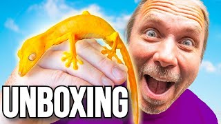 Unboxing Rare Geckos! I Surprised Her!