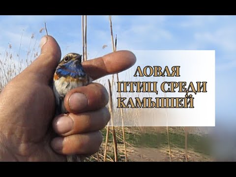 Вопрос: Яйца каких морских птиц имеют грушевидную форму, что известно?